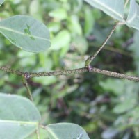 Tetrastigma nilagiricum (Miq.) B.V.Shetty